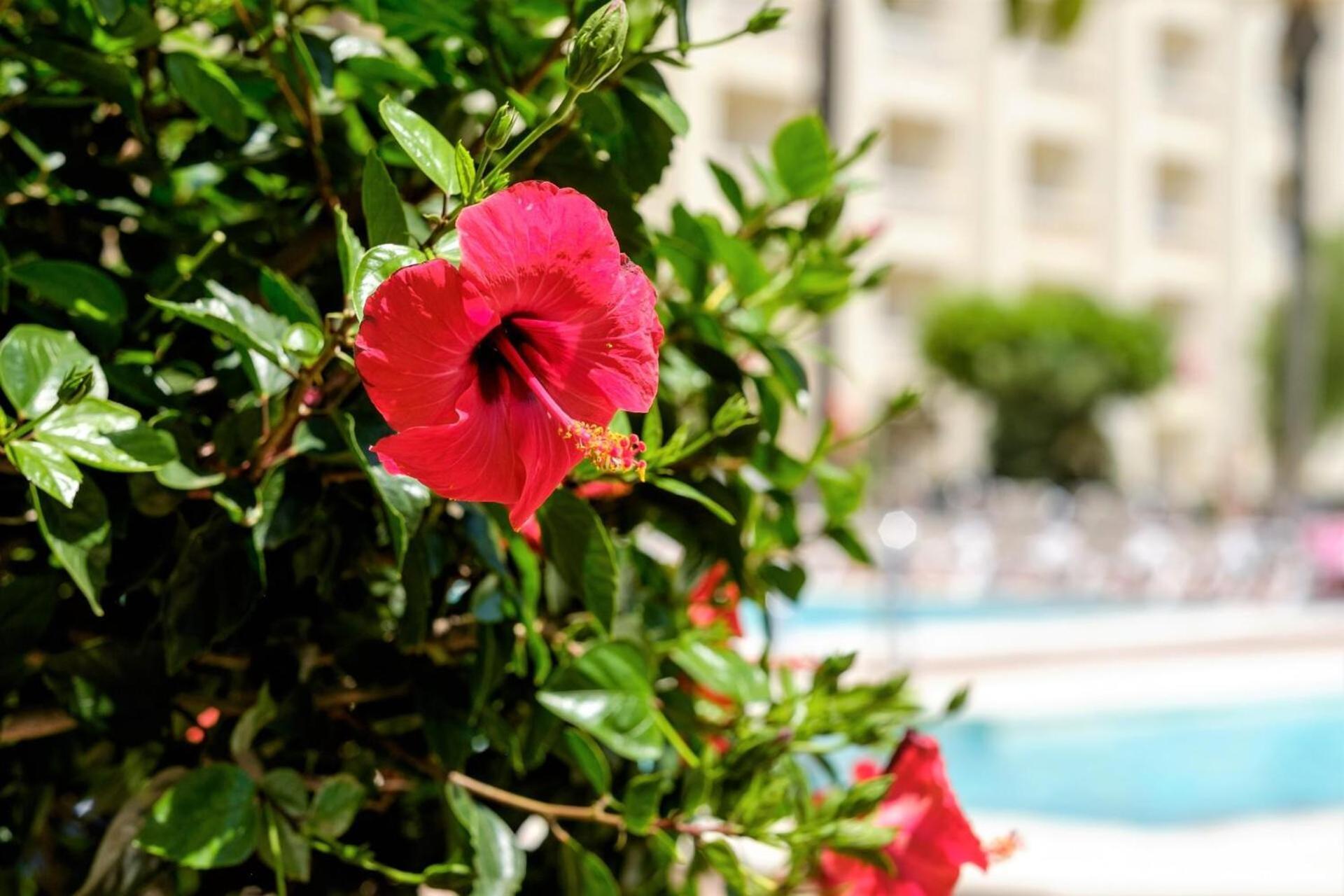 Hotel Moon Dreams Portomagno Aguadulce  Exterior photo